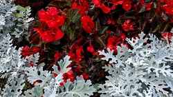 Ессентукские курортные клумбы оцифровали перед зимой