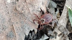 Клещи проснулись на Ставрополье и укусили за неделю двух человек 