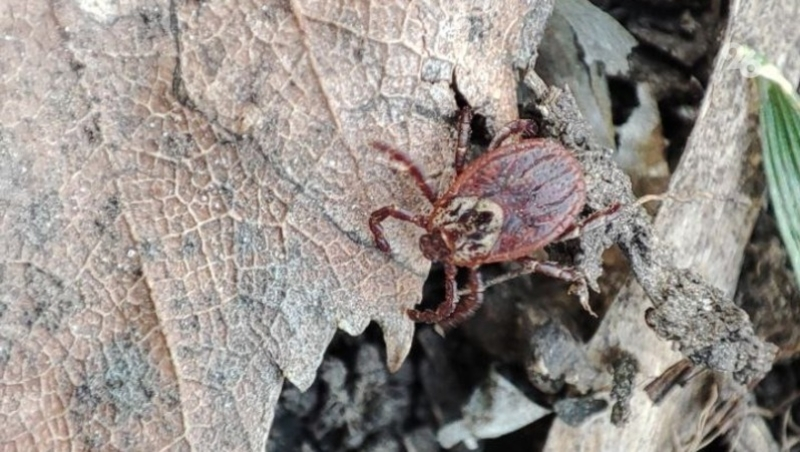 154 человека за неделю обратились к медикам после укусов клещей на Ставрополье