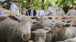 Соответствовать самым высоким требованиям: на Ставрополье возрождают традиции производства тонкорунной шерсти