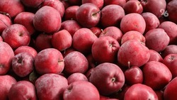 Урожайность яблок в суперинтенсивных садах Ставрополья достигла 67%