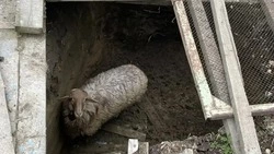 На Ставрополье спасатели достали из двухметровой ямы барана Борю