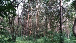Об изменении законодательства в сфере насаждения лесов задумались в совете при минприроды Ставрополья