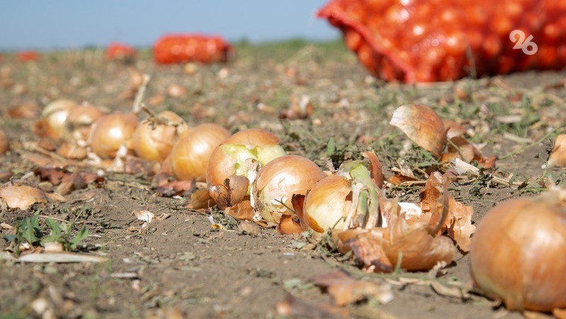 В трёх округах Ставрополья аграрии завершили уборку овощей