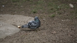 Подрядчики на Ставрополье отказались от ремонта крыши из-за голубиного помёта