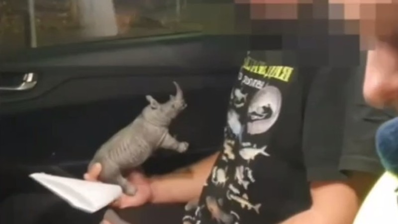 Носорог-талисман не уберёг от штрафа пьяного водителя в Кисловодске