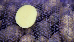 Более 4,5 тыс. тонн ставропольского картофеля отгрузили в 12 субъектов страны 