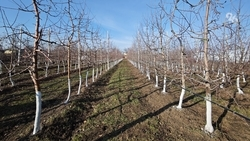 В Минераловодском округе заложили три суперинтенсивных сада