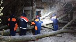 В Ставрополе ураганный ветер повалил деревья и сорвал крыши