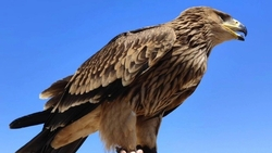 Десять краснокнижных орлов незаконно использовали для фотосессий в Дагестане