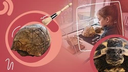 Вернулась после долгого путешествия: в ставропольском музее представили древнюю черепаху, которой 9 млн лет