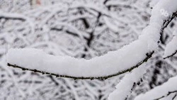 Глава округа на Ставрополье показал заваленные апрельским снегом сады на видео