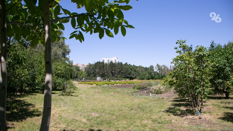 2,5 тыс. акаций высадили в Новоселицком округе 