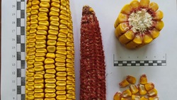 Приспособленный для южных регионов России гибрид кукурузы создали ставропольские учёные