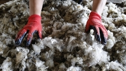 Животноводы Ставрополья планируют в 2024 году произвести 2,2 тыс. тонн шерсти