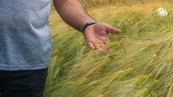 Субсидии на покупку элитных семян яровых и озимых выделят аграриям Ставрополья