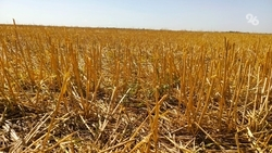 Количество предостережений о сжигании стерни на Ставрополье выросло втрое