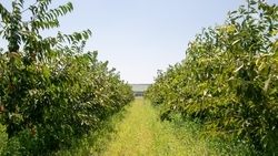 Дополнительные 153 млн рублей выделят аграриям Ставрополья в виде субсидий