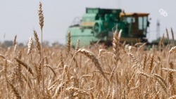 Сбор урожая озимой пшеницы стартовал в Предгорном округе
