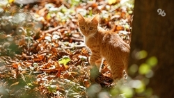 Пострадавшего от рук живодёров кота из Черкесска отправили лечиться в Ставрополь