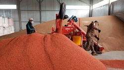 Семена зерновых на Ставрополье из-за дождей поражены плесенью и гибеллиной