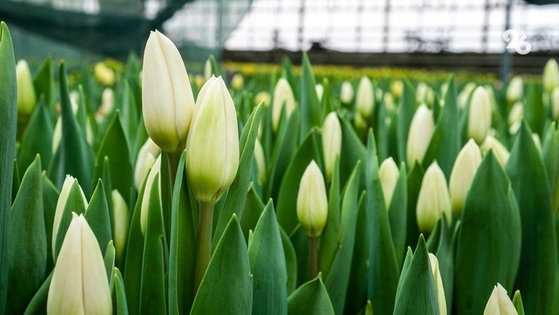 Усталость и аллергия могут начаться из-за прихода весны — врач Бурнацкая 
