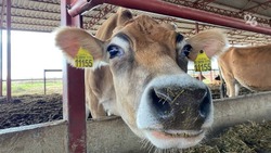 Молочное животноводство получит дополнительную поддержку на Ставрополье