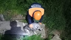 Спасатели вызволили пугливую собаку из котлована в Красногвардейском округе