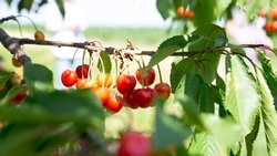 Кубанская черешня начнёт продаваться в магазинах в конце мая