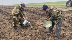 Новую лесополосу из 3 тыс. деревьев посадили на Ставрополье