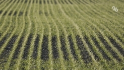 Аграрии Ставрополья засеяли озимыми 86% от запланированной площади