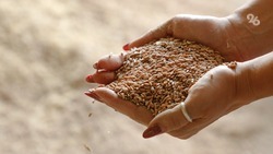 Более 100 тысяч тонн удобрений уже заготовили ставропольские аграрии на осень 