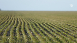 Аграрии Минераловодского округа начали сев озимых зерновых