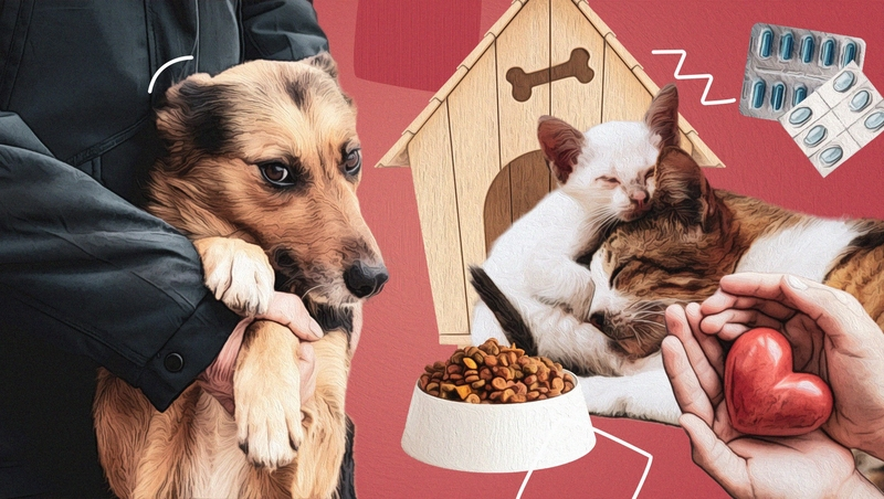 «Неравнодушных много»: кто и как помогает бездомным животным на Ставрополье