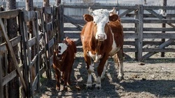 На Ставрополье набирает популярность тренд на молодёжное фермерство