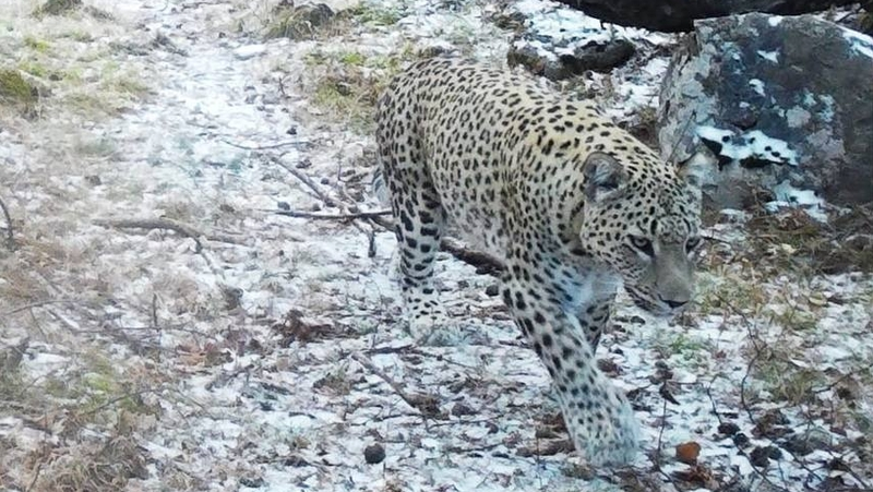 В Дагестане краснокнижный барс попал в объектив фотоловушки