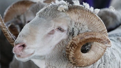 360 тыс. ягнят планируют получить в 2026 году овцеводы Ставрополья