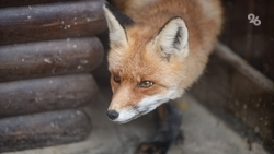 Всего один очаг заболевания бешенством зафиксировали на Ставрополье в 2022 году