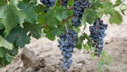 Более 300 тонн винограда завезли на Ставрополье с начала года
