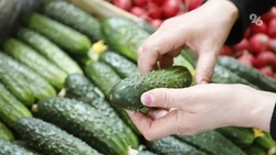 Ярмарки выходного дня пройдут в Ставрополе на четырёх площадках