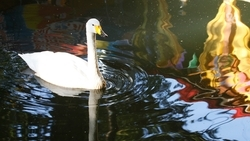 У пары краснокнижных лебедей в Кисловодске появились птенцы