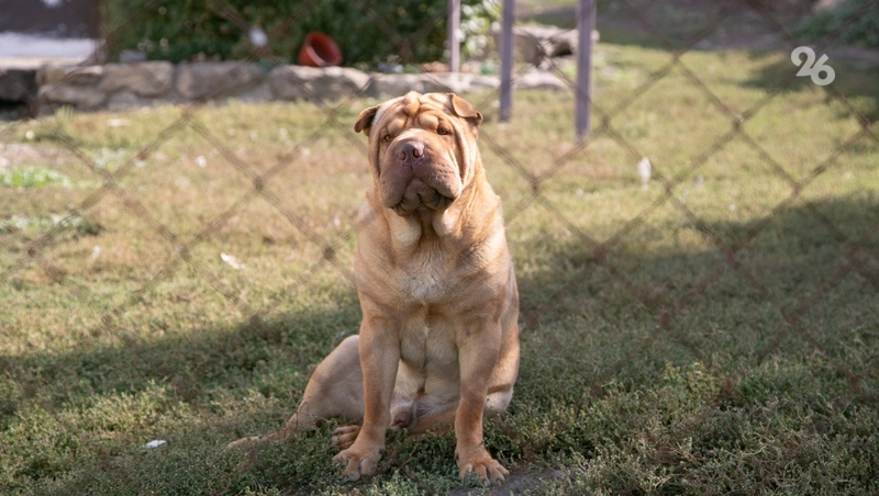 Депутаты Ставрополья предлагают запретить содержание бродячих собак без лицензии