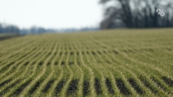 Для борьбы с опустыниванием в Ставропольском крае необходимо высадить не менее 30 тыс. га защитных лесов