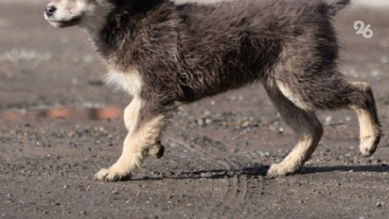 Подростку выплатят 10 тыс. рублей после нападения собаки в Нефтекумском округе