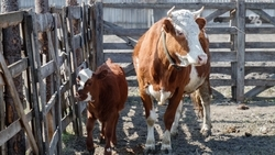 Минсельхоз Ставрополья назвал направления, на которые дали кредиты под 6,8%