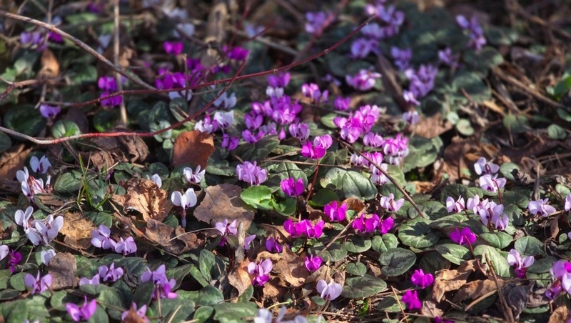 Цикламены зацвели в ботаническом саду Ставрополя 