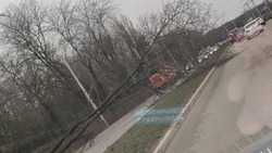 Дерево упало на проезжую часть в Ставрополе