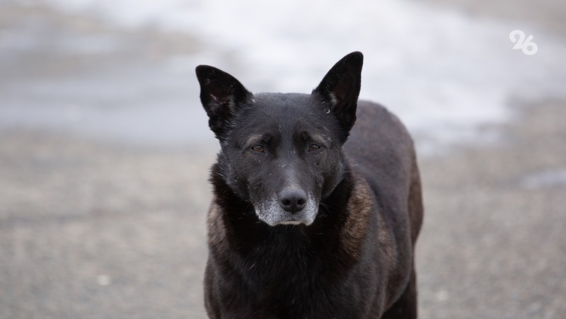 Мэрия Ставрополя заплатит 30 тыс. рублей ребёнку, покусанному бездомной собакой