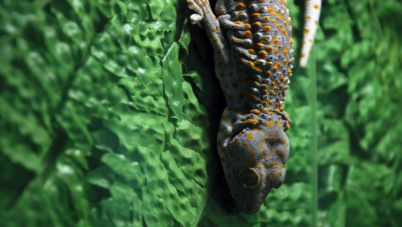 Расплодившиеся гекконы облегчают жизнь сочинцам, поедая комаров