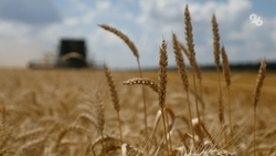 Рекордные 182 тыс. тонн зерна собрали аграрии Новоселицкого округа